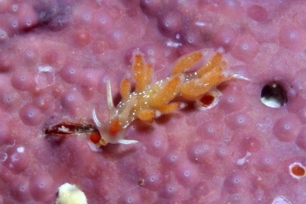 フジエラミノウミウシ属の一種