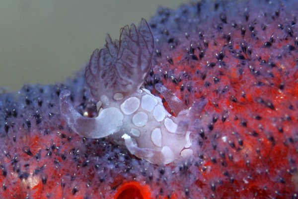 シラタマツガルウミウシ