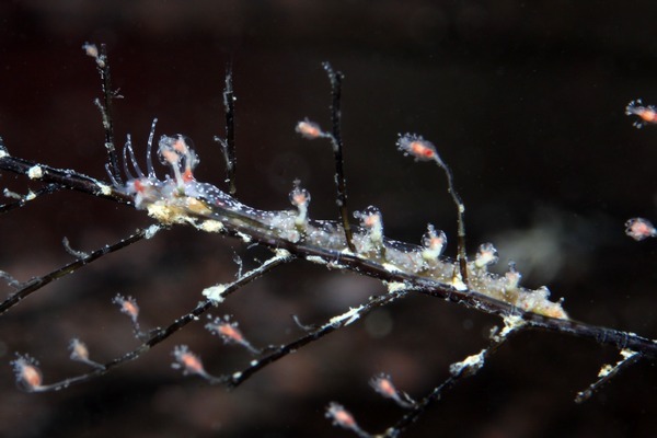 ウメガエミノウミウシ