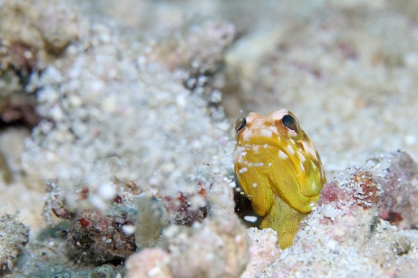 ホシカゲアゴアマダイ