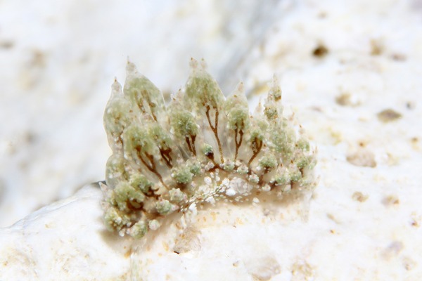 ハナサキコヤナギウミウシ