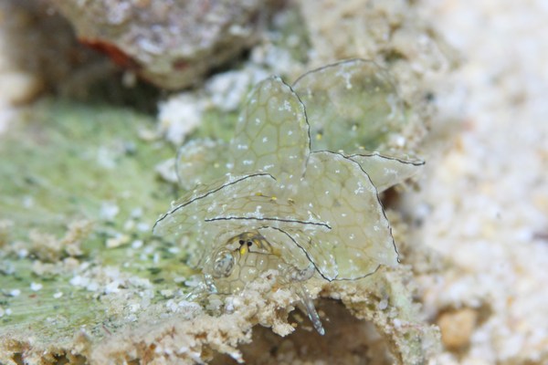 アミメウロコウミウシ