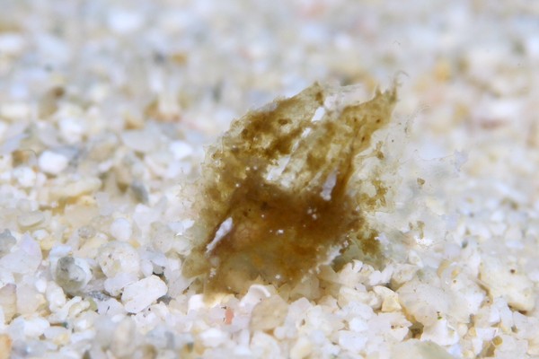 カラジシウミウシ