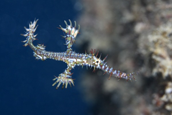 ニシキフウライウオ