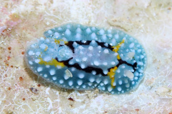 シモフリカメサンウミウシ