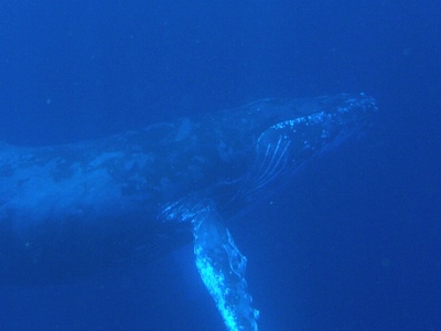 ザトウクジラ