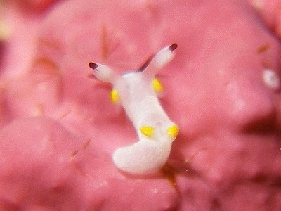 ツガルウミウシ属の一種