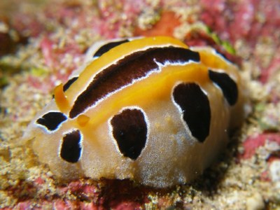 ポルカドットイボウミウシ