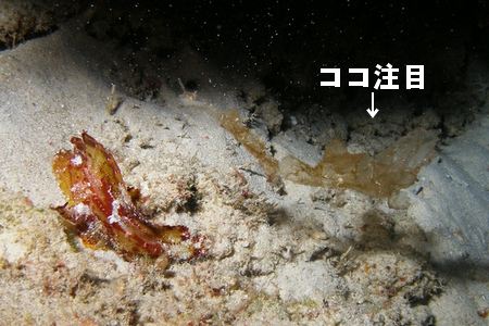 ハダカハオコゼ