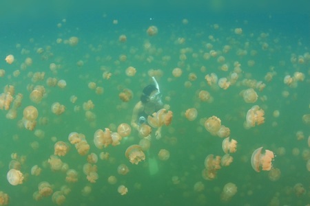 タコクラゲ