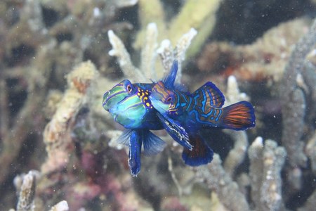 ニシキテグリ