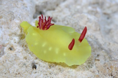 ラボウトウミウシ