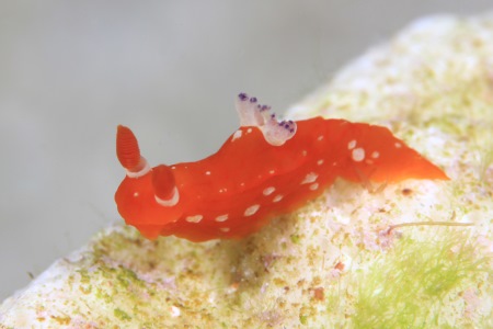 アカズキンリュウグウウミウシ