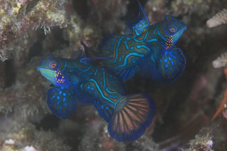 ニシキテグリ