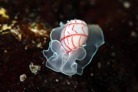 ベニシボリガイ
