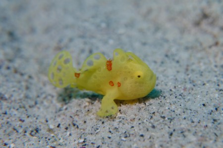 イロカエルアンコウ