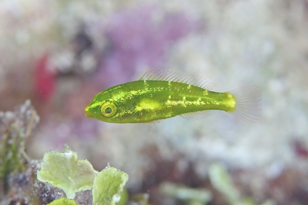 アミメブダイの幼魚