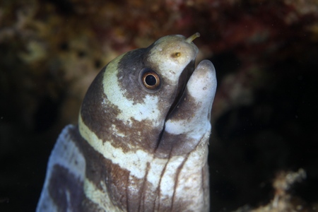 シマアラシウツボ