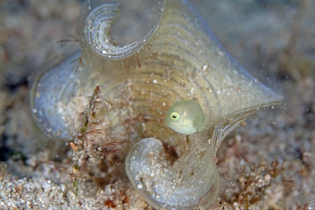 アオサハギの幼魚