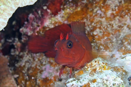 タテガミカエルウオ属の一種