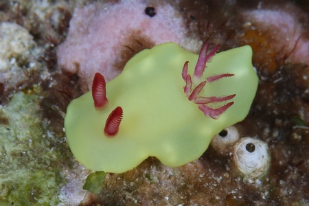 ラボウトウミウシ