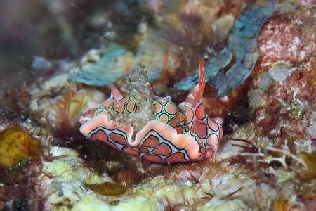 トウモンウミコチョウ