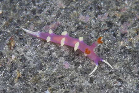 ナンヨウウミウシ