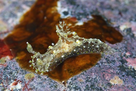 ニンジンヒカリウミウシ