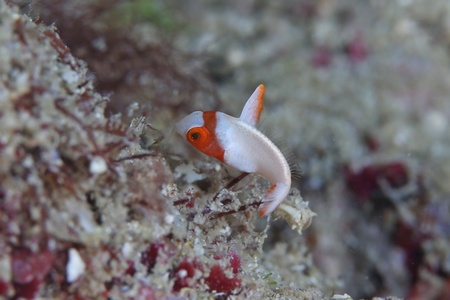 イロブダイの幼魚