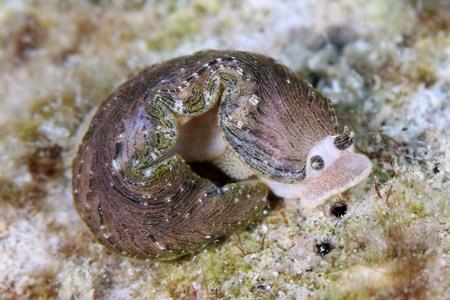 カキシブオトメウミウシ