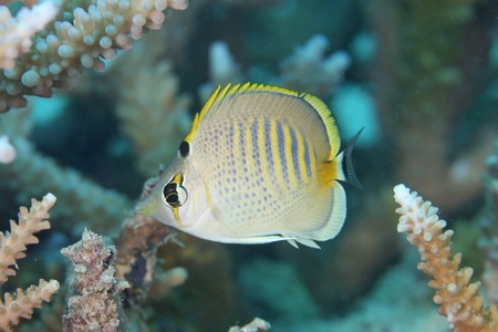 シチセンチョウチョウウオ幼魚