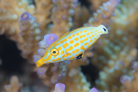 テングカワハギ幼魚