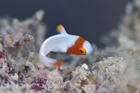 イロブダイ幼魚