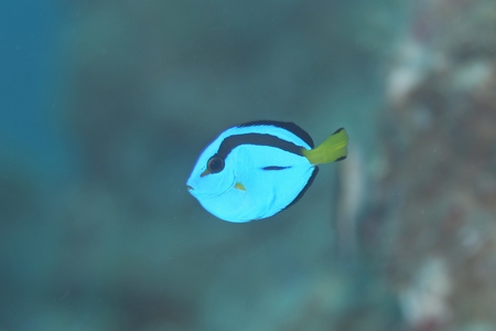 ナンヨウハギ幼魚