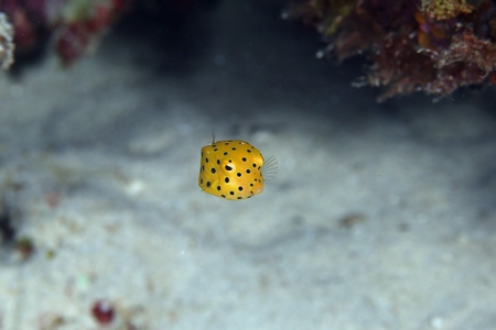 ミナミハコフグ幼魚