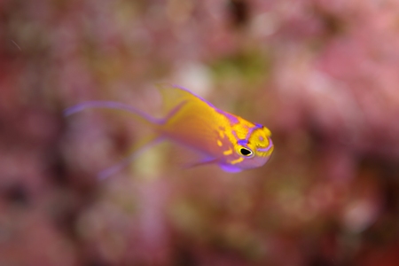 ハナゴンベ幼魚