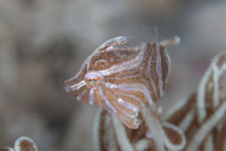 スダレカワハギ幼魚