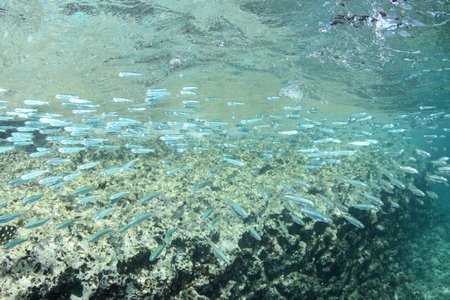 水中風景