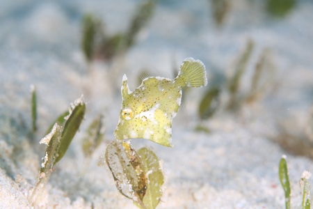 フチドリカワハギ幼魚