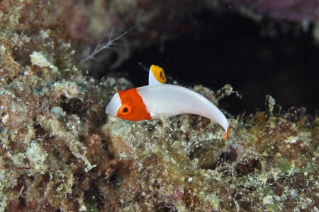 イロブダイ幼魚