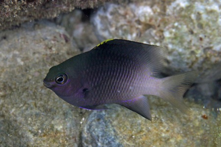 フチドリスズメダイ幼魚