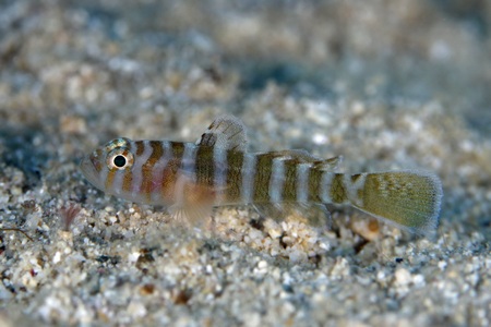 コベンケイハゼ幼魚