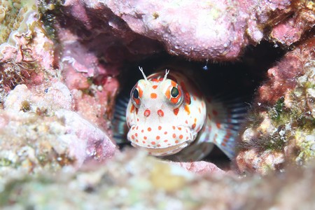 モンツキカエルウオ