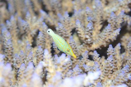 テングカワハギ幼魚