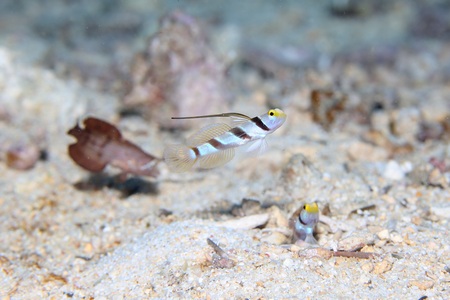 ヒレナガネジリンボウ幼魚