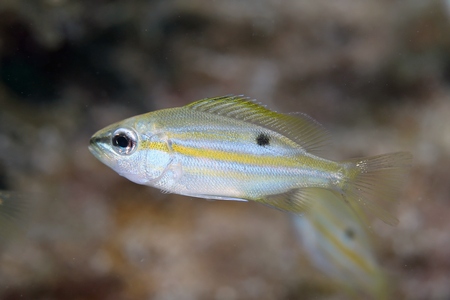 ロクセンフエダイ幼魚