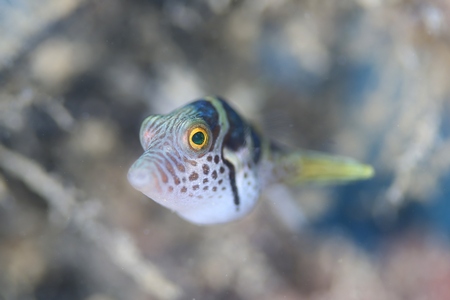 シマキンチャクフグの幼魚