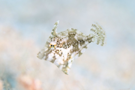 フチドリカワハギの幼魚