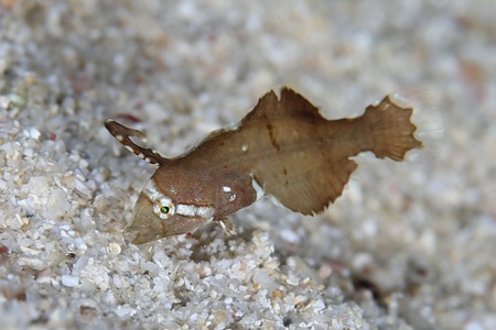 ホシテンス幼魚