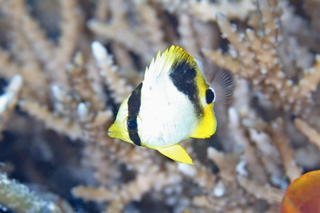 セグロチョウチョウウオ幼魚